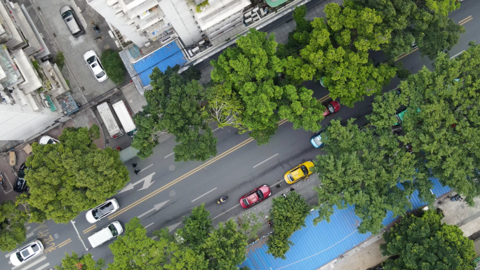 城市林荫道路俯拍航拍