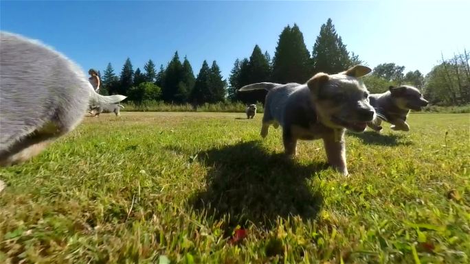 小狗在绿色草地上奔跑