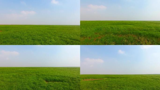 鄱阳湖的大片绿草地