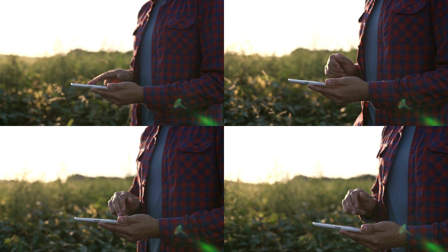农民在大豆田上使用平板电脑