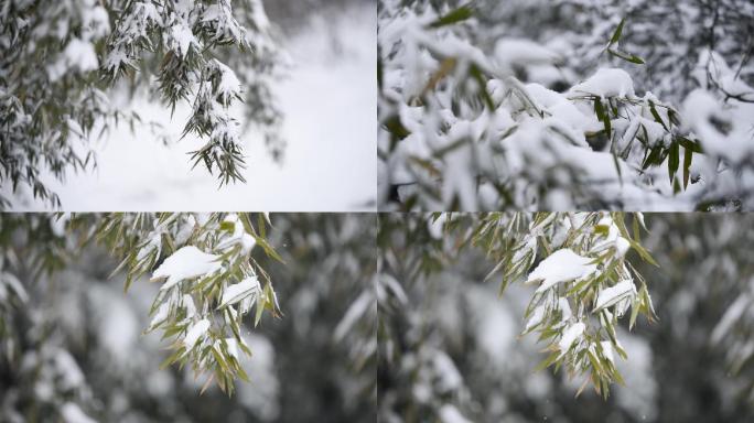 竹子雪景