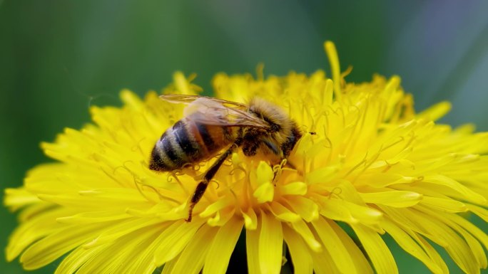 蜜蜂在蒲公英上采集花粉