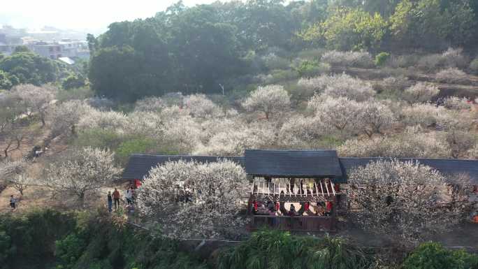 ‘梅花雪’