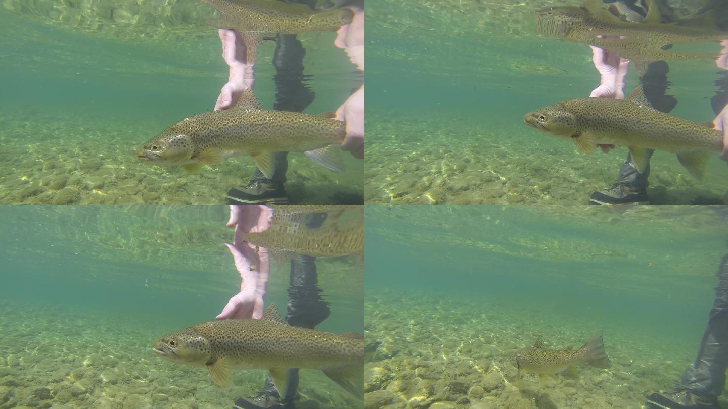 一条褐鳟鱼被放归河流的水下镜头