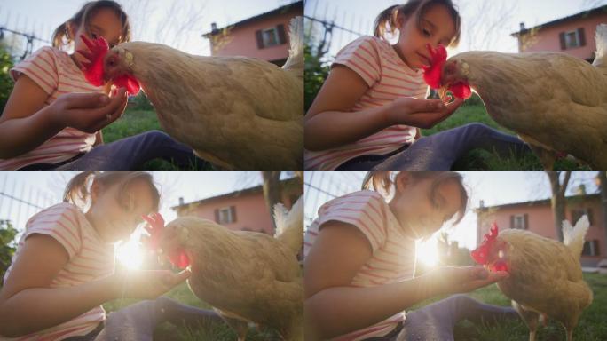 母鸡在农场吃着一个小女孩手上的麦片