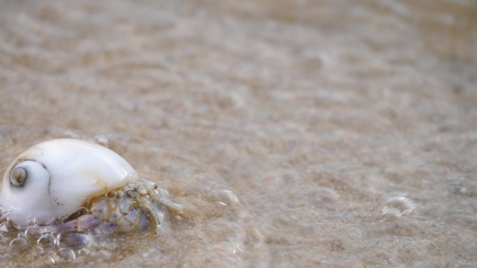 寄居蟹大海沙滩海水拍打击打生物