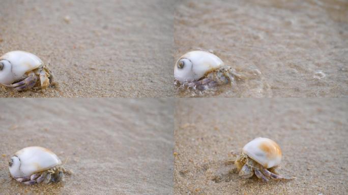 寄居蟹大海沙滩海水拍打击打生物