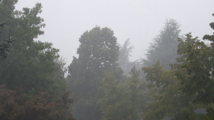 强雷暴中，树木被阵风吹动