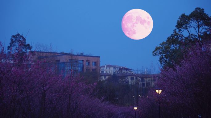 梅花林月色月亮升起