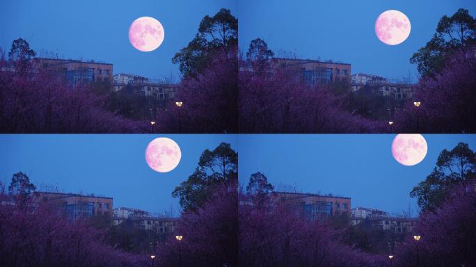 梅花林月色月亮升起