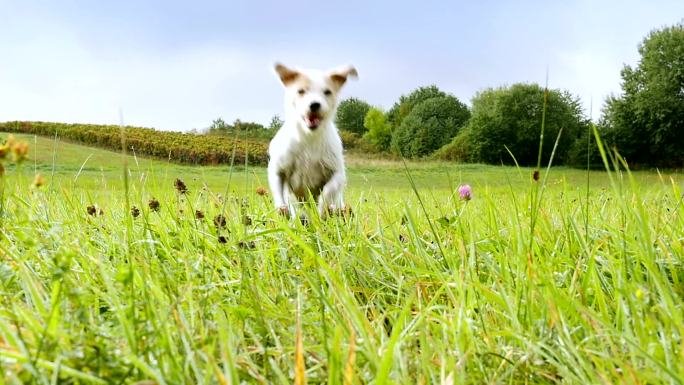 狗在盛开野花的草地上蹦蹦跳跳