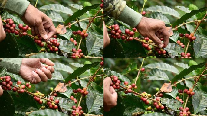 从咖啡树的枝干上手工采摘咖啡豆。