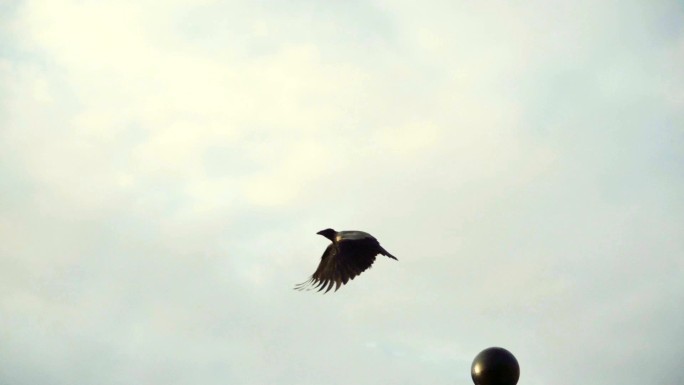 乌鸦从一个金属栅栏上起飞