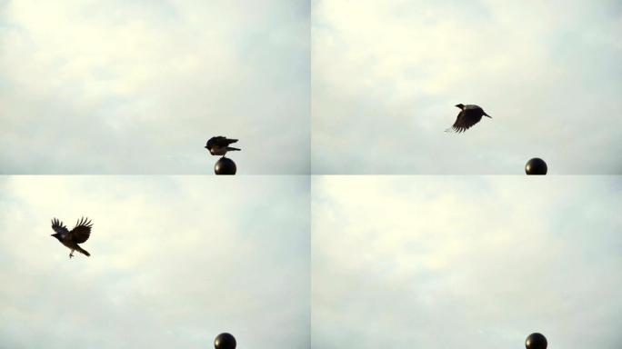 乌鸦从一个金属栅栏上起飞