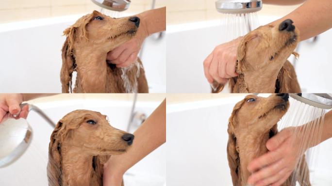主人正在给小狗洗澡