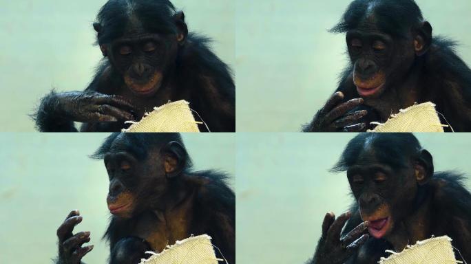 黑猩猩动物园大猩猩