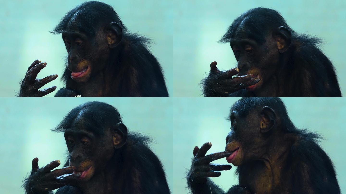 黑猩猩野生动物世界国家保护大自然非洲