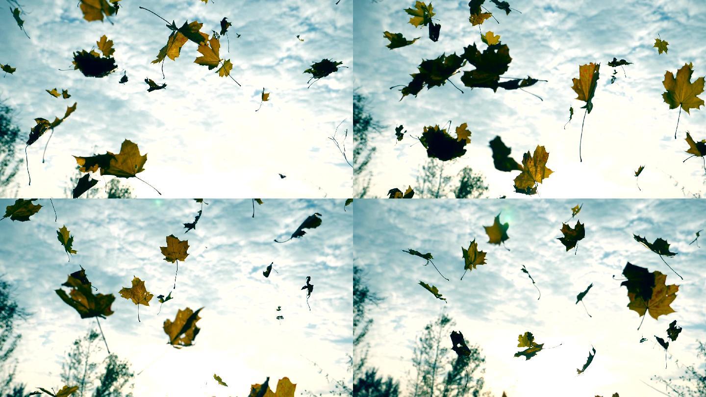 秋天公园里落下的黄色枫叶