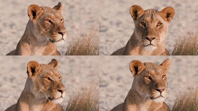 母狮实拍特写野生动物视频素材