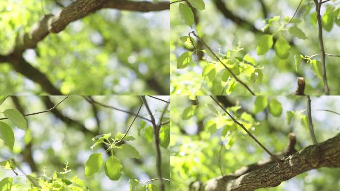 阳光树叶洒落夏日清新