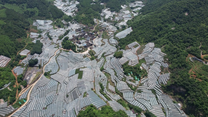 福建山脉大棚种植基地