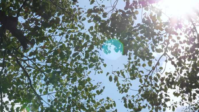 树叶阳光空镜头