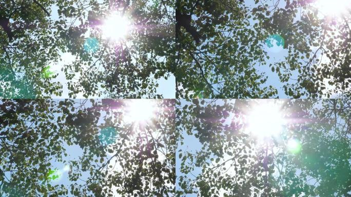 树叶阳光空镜头