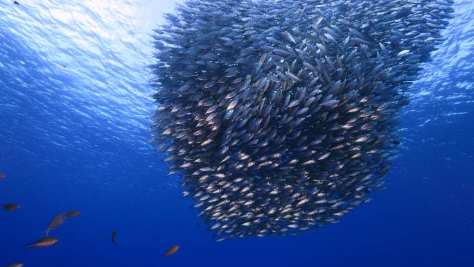 鱼群海底世界鱼儿游来游去水族馆