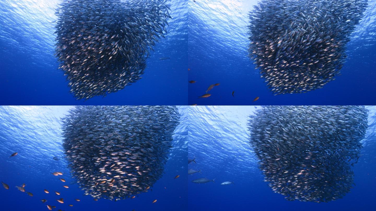 鱼群海底世界鱼儿游来游去水族馆