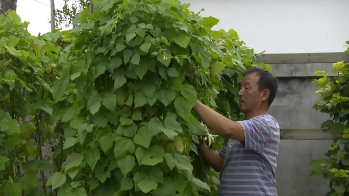 农村大叔在院子菜园里摘豆角