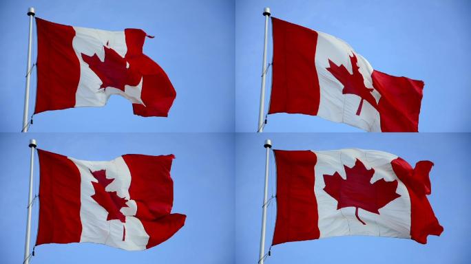 鲜艳的蓝天上悬挂着加拿大国旗