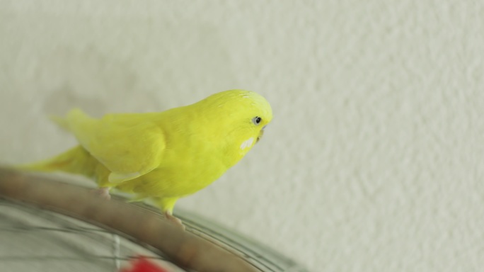黄色波浪鹦鹉。