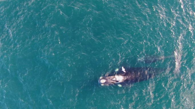 海洋里的鲸海水海洋生物保护鲸鱼