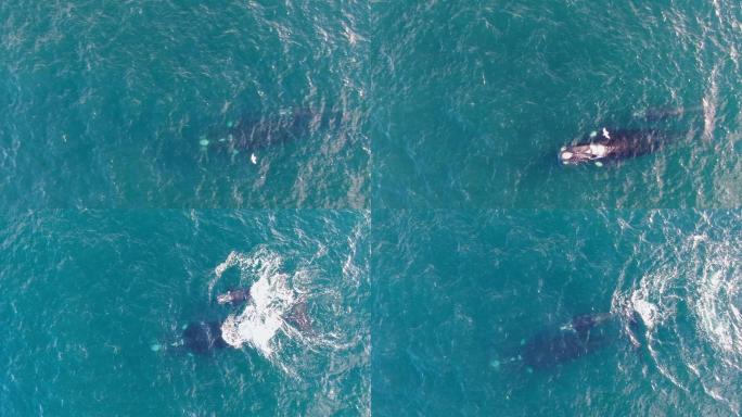 海洋里的鲸海水海洋生物保护鲸鱼