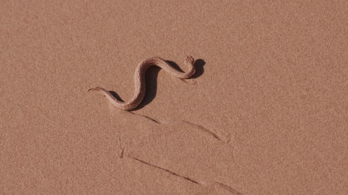 响尾蛇/佩里盖蝰蛇穿越沙丘的镜头