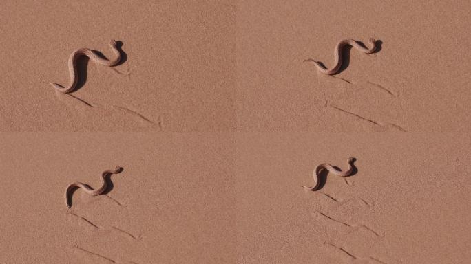 响尾蛇/佩里盖蝰蛇穿越沙丘的镜头