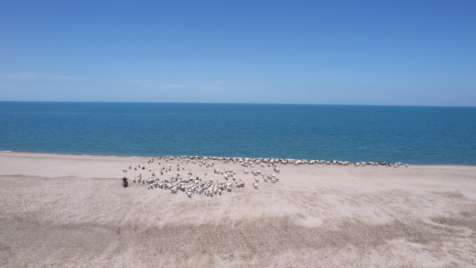 4K航拍青海湖、湖水、羊群视频素材