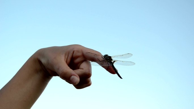 手指上的蜻蜓视频素材