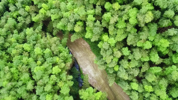 高清航拍森林氧吧竹海原始森林视频