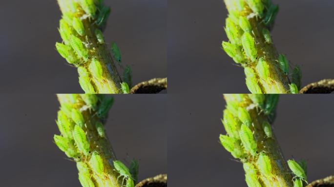 茎上绿色蚜虫动物世界蜘蛛网大自然特写