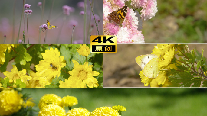 4K春分夏至惊蛰蜜蜂蝴蝶在花丛中飞舞升格