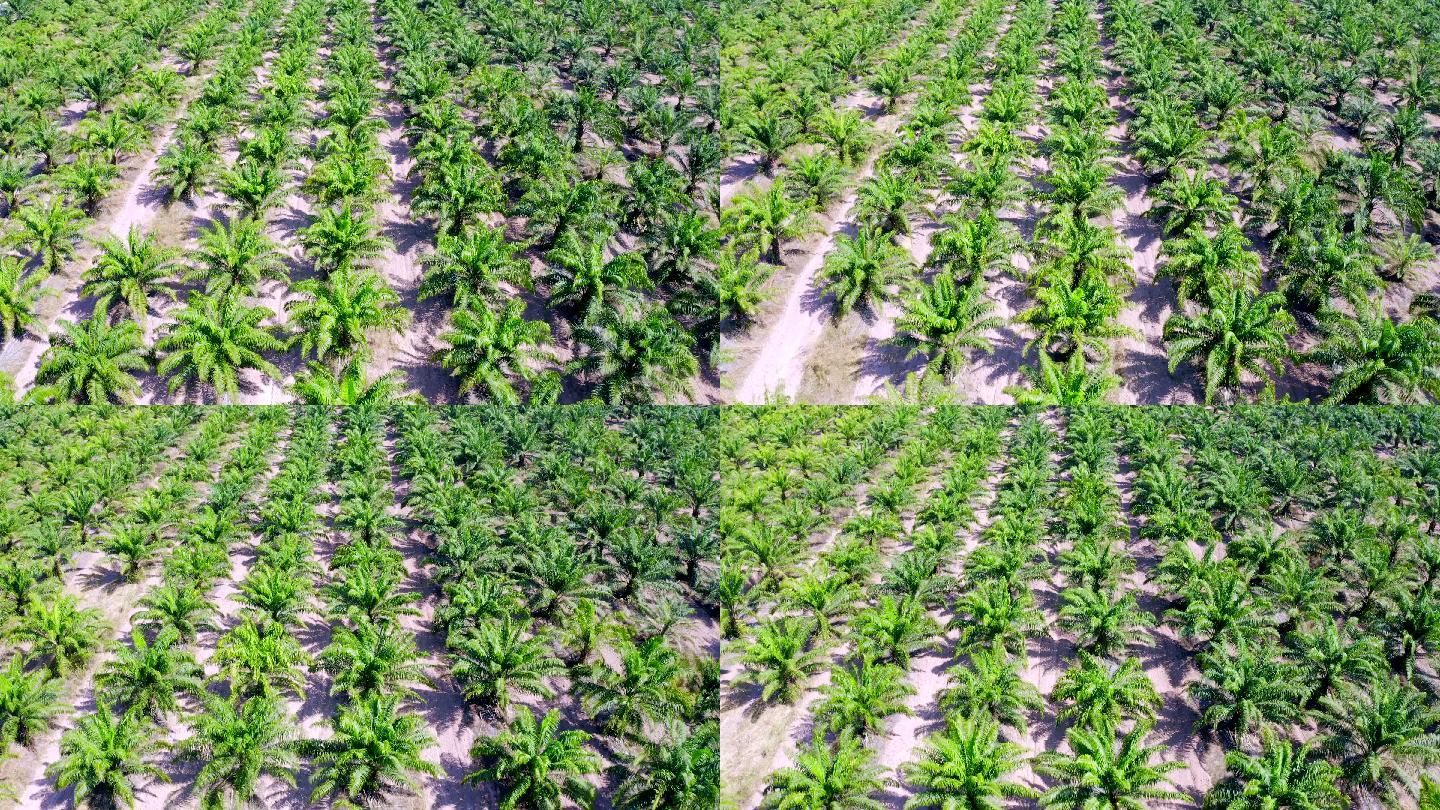 棕榈油种植园鸟瞰图