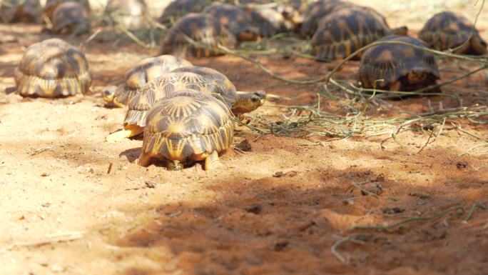 马达加斯加特有的沙地乌龟