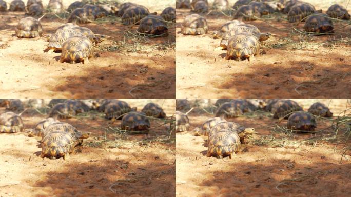 马达加斯加特有的沙地乌龟