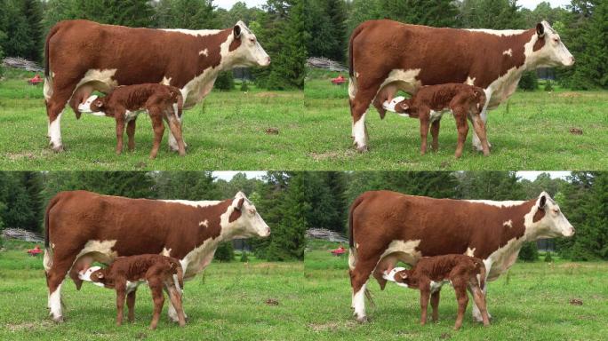 喝奶的小牛内蒙古大草原牧场农场奶牛