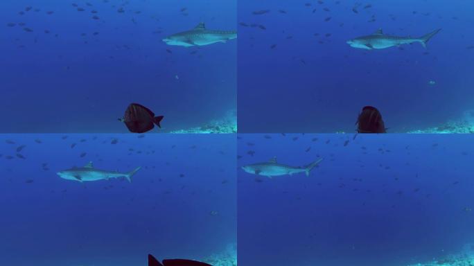 虎鲨正在蓝色的水中慢慢地游。