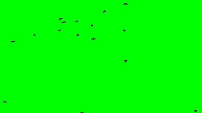 绿色屏幕上的鸟群