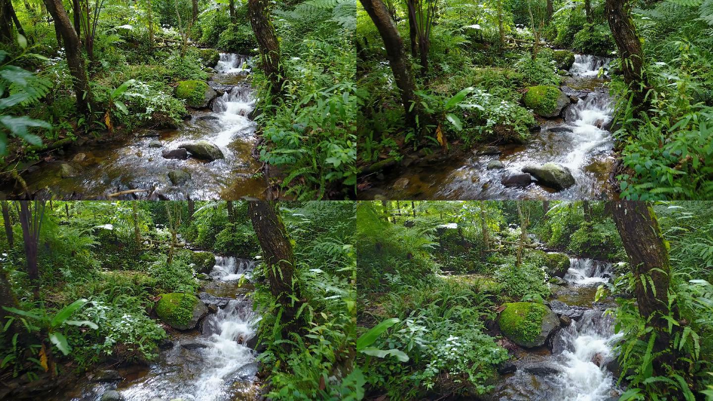 在热带雨林中的小溪