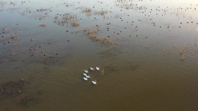 4K原素材-航拍上海崇明东滩鸟类保护区