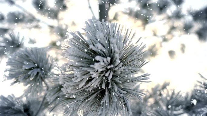云杉树上的霜冻和降雪特写